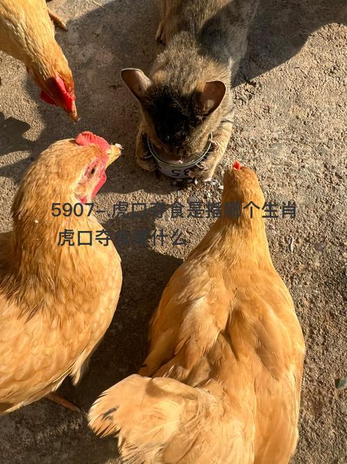 虎口夺食是指谁生肖